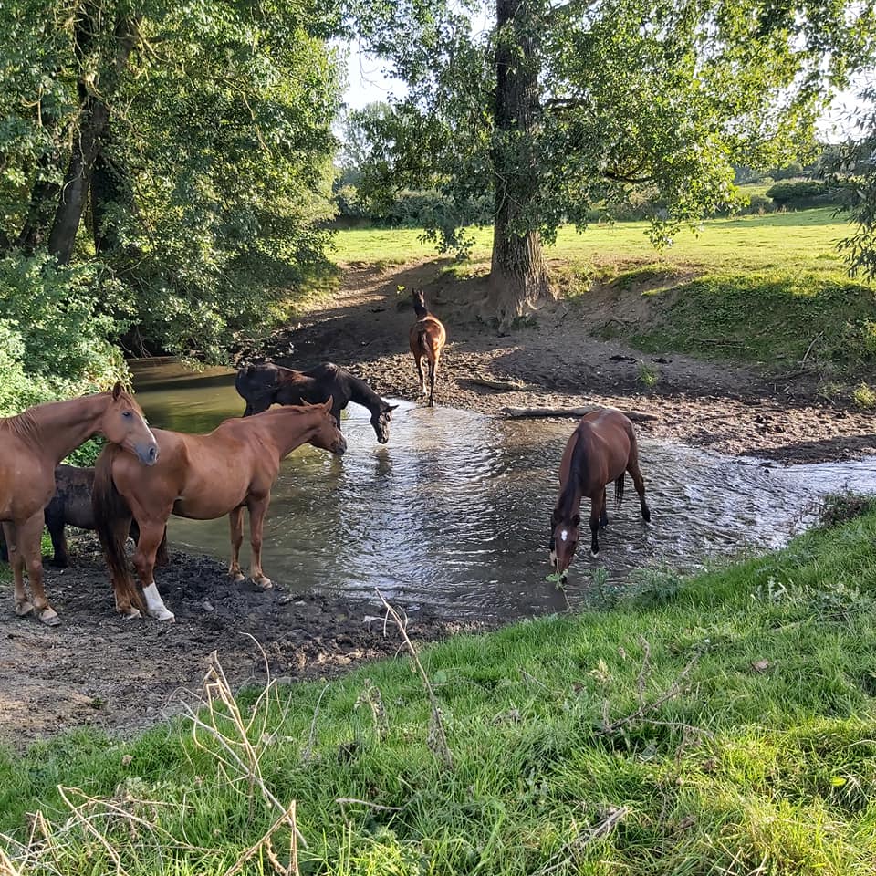 Natur’Horses Asbl – Erquelinnes