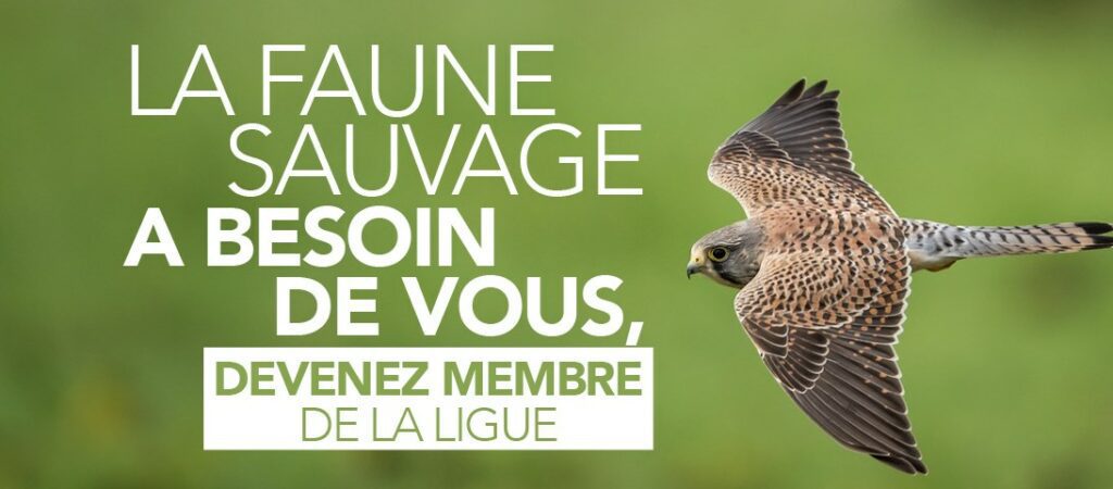 La Ligue Royale Belge pour la Protection des Oiseaux
